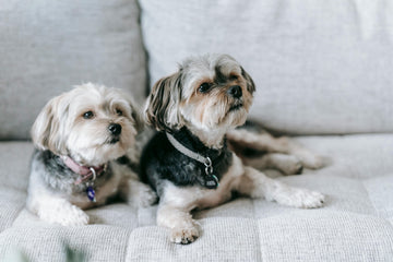 The Quiet Joy of Companionship: Why Two Dogs Make Life Even Better